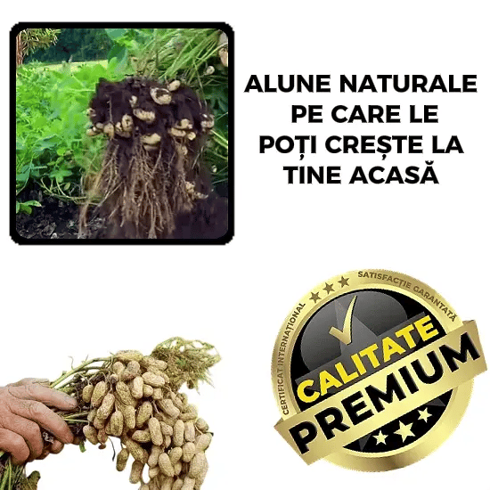 Semințe de Alune de Pământ – NutriMax™