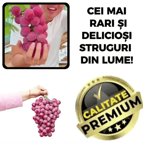 🍇 Butași de struguri - RoyalBerry™