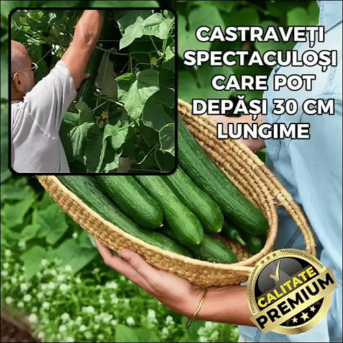 Castraveți Mari și Lunguieți - Fabio™