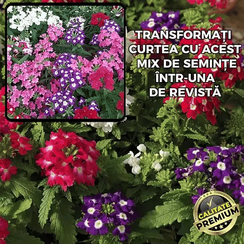Semințe Mixe Flori Verbena - VeooMix™