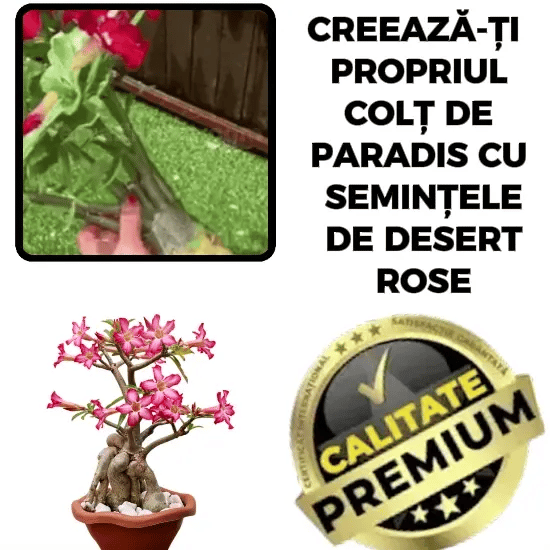 Semințe de Trandafir de Deșert RoseMagic™