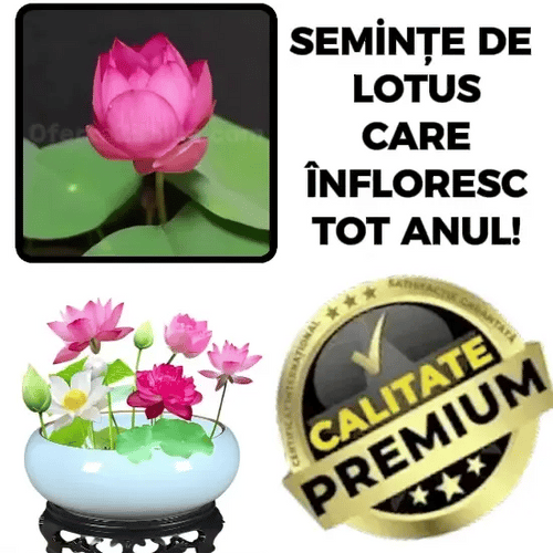 Seminte de Lotus MysticLotus™